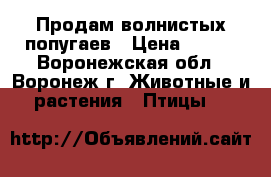 Продам волнистых попугаев › Цена ­ 500 - Воронежская обл., Воронеж г. Животные и растения » Птицы   